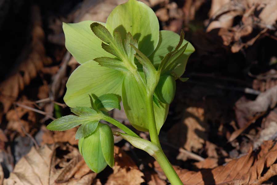 Helleborus viridis  / Elleboro verde